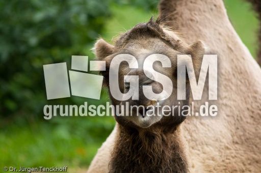 Kamel (37 von 108).jpg